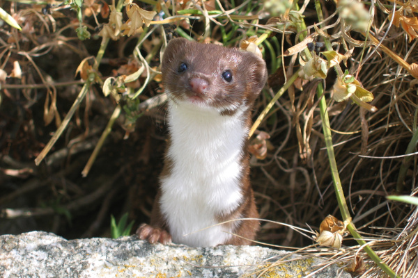 Belette d'Europe (Mustela nivalis) © Gilles Bentz